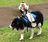 Monkeys riding dogs :: Juke Joint fest, Clarksdale, MS.